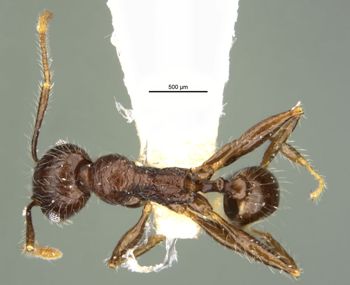 Media type: image;   Entomology 34269 Aspect: habitus dorsal